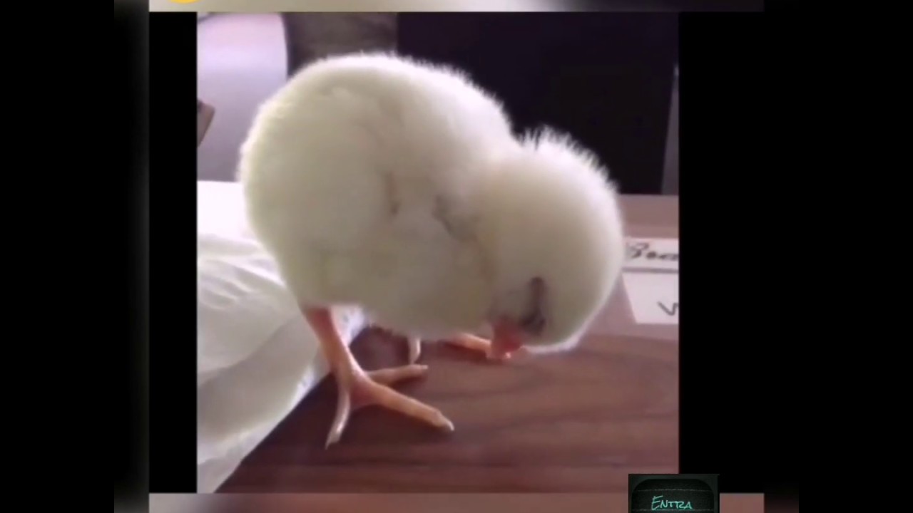 FUNNY PETS 2 π π₯° - YouTube