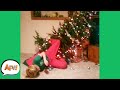 TREE-MENDOUS Holiday FAILS! 😂 🎄 | Fails of the Week | AFV 2020