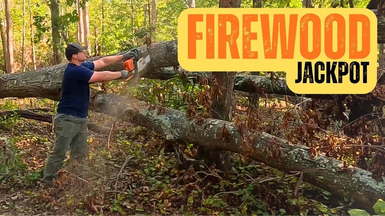 Cutting Firewood Together | A Few Mistakes | Chainsaw Action MS 310 And Hand Splitting