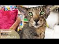 Cat Training: Balam (Oriental Short Hair) の動画、YouTube動画。