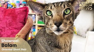 Cat Training: Balam (Oriental Short Hair)