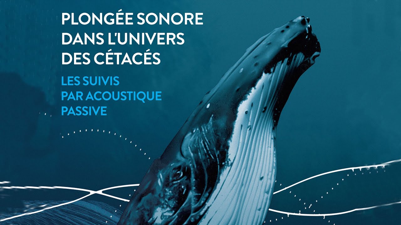 Planète conférences - Plongée sonore dans l'univers des cétacés : les suivis par acoustique passive