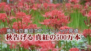 マンジュシャゲが見頃　埼玉・日高の巾着田曼珠沙華公園
