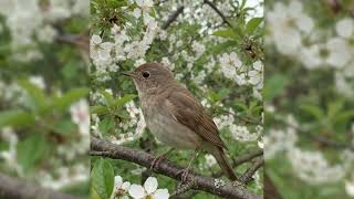 Nightingale Singing in a Blooming Cherry Orchard 🌸 Real Sound of Nature screenshot 5