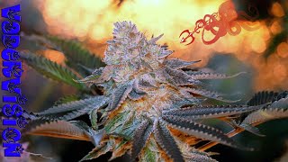 Seed to Harvest in 20 Minutes!!!!!!