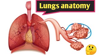 lungs anatomy