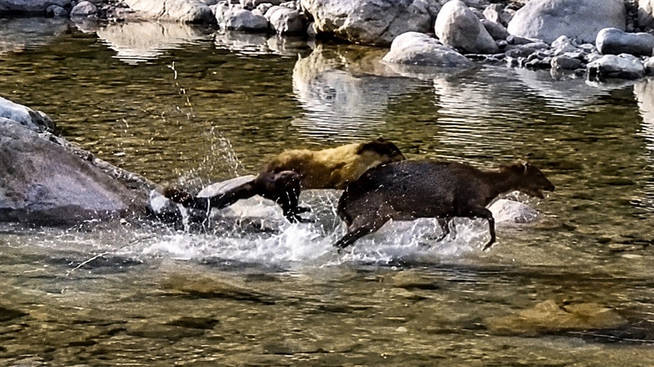99 Times Animals Took on Their Biggest Challenge – Video