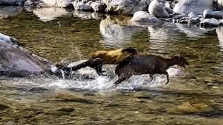 99 Times Animals Messed With The Wrong Opponent