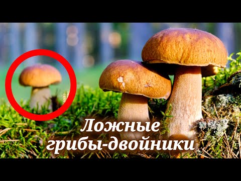 Определитель грибов. Как отличить опасные грибы от съедобных 🍄