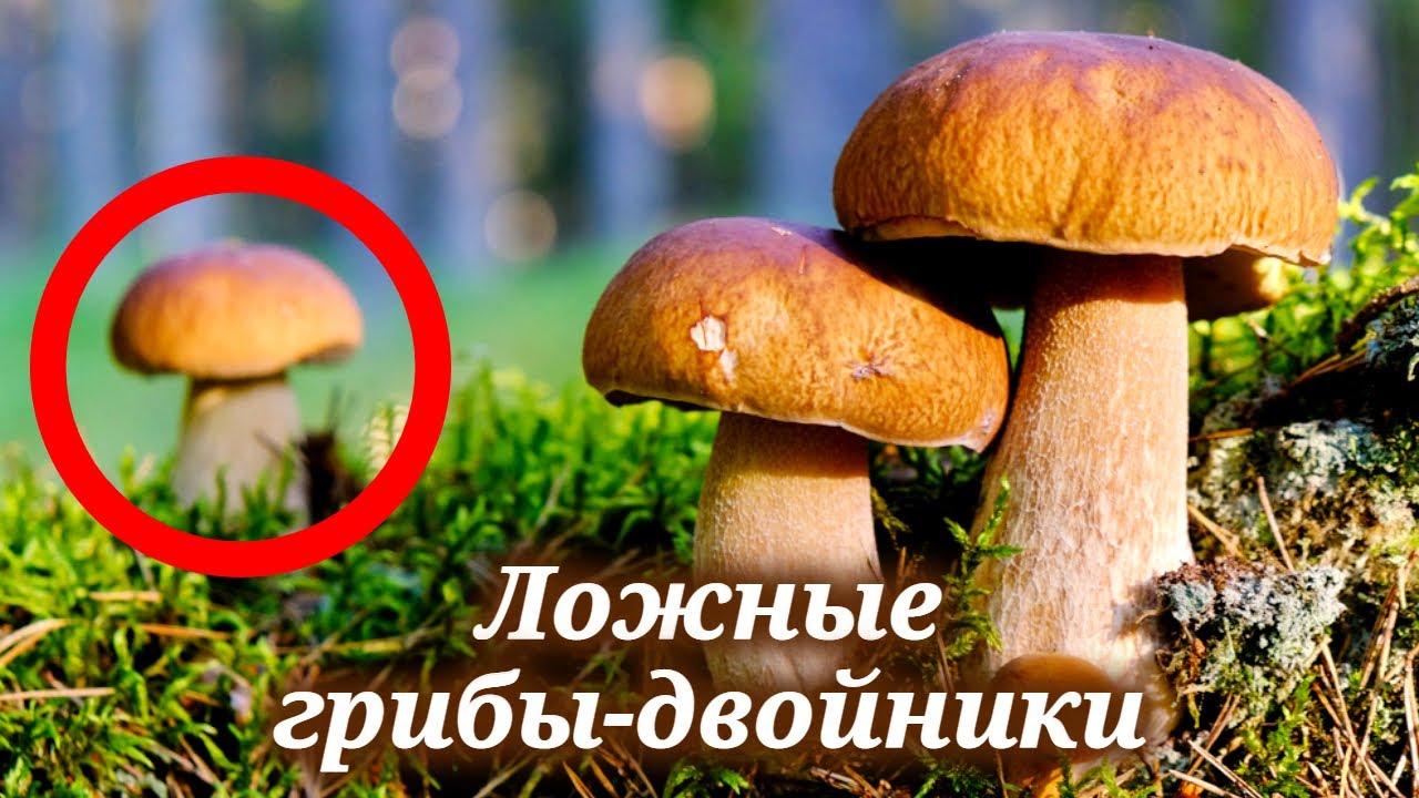 Определитель грибов. Как отличить опасные грибы от съедобных 🍄