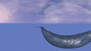 majestic blue whale and scary great white shark 360 3d vr 4k video B