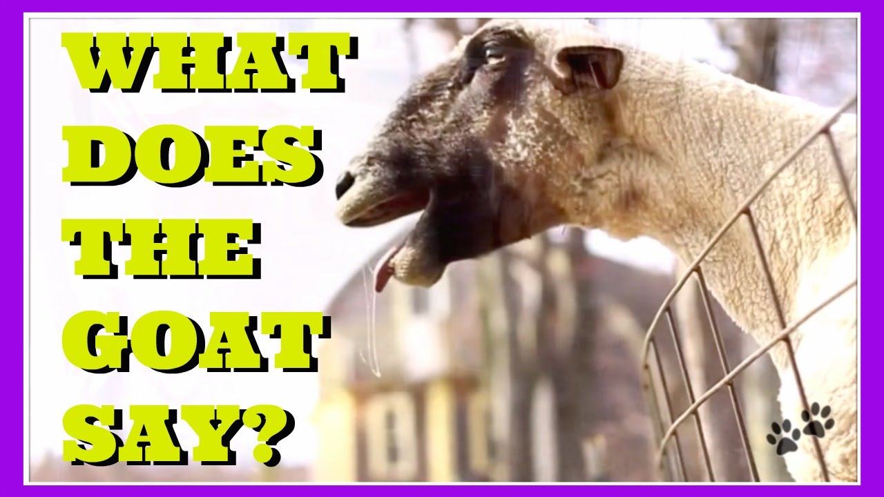 Funny Goats What Does the Goat Say? A Mashup of funny goats making