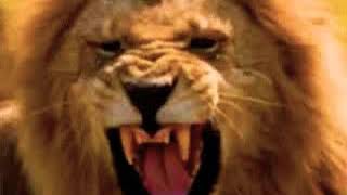 Roar 1981 The Lions Roar