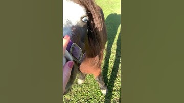Thumbnail of Mini #mini #horse #miniaturehorse #minihorse