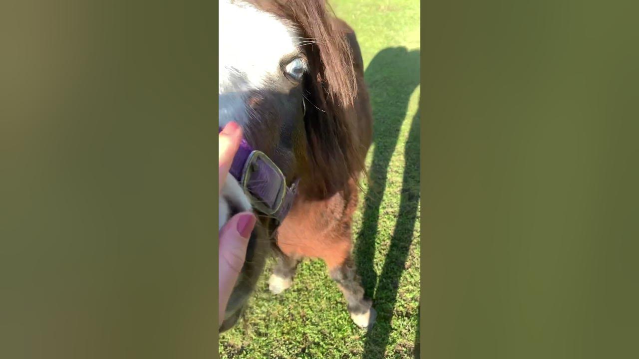Mini #mini #horse #miniaturehorse #minihorse Mini #mini #horse #miniaturehorse #minihorse