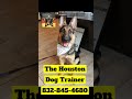 German Shepherd bright face! 832-845-4680 #dogs #puppy #dogcoach #dogtrainer #dog