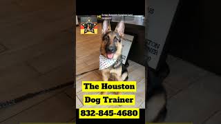 German Shepherd bright face! 832-845-4680 #dogs #puppy #dogcoach #dogtrainer #dog