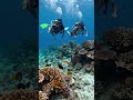 Bora Bora Paradise: Overwater Bungalows, Beaches &amp; Snorkeling Adventure! #BoraBora #Travel