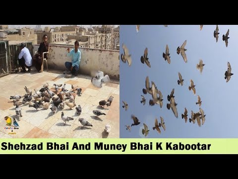 pigeons song Shehzad Bhai k Door K kabootar in Ramswami Karachi - in Urdu Hindi