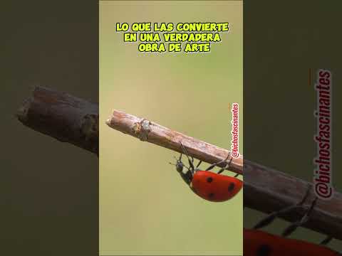 ¿Sabias que las