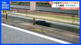 高速道路でクマと衝突　11時間通行止め後に死んだクマを撤去　男性1人が軽傷　山口市の中国道上り線｜TBS NEWS DIG
