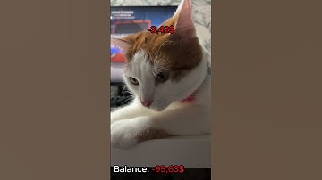 My cat open cases # #cs2 #cs2stream #gaming #cs2clips #cat #cs2live #gamer #opencase #csgo