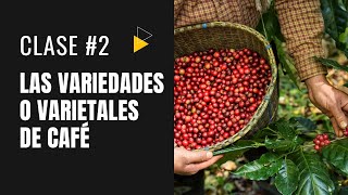 Class #2 | Coffee Varieties