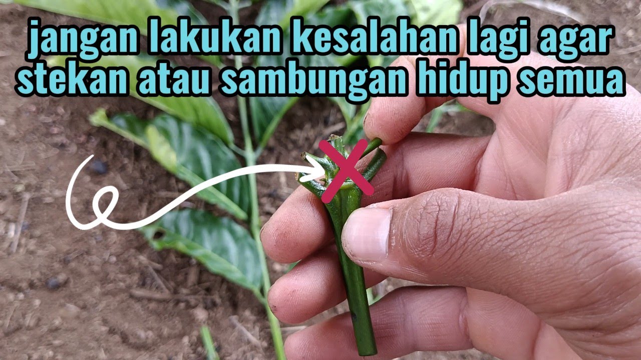 Cara memilih entres yang benar#kopirobusta#entresterbaik