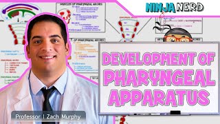 Embryology | Development of Pharyngeal Apparatus