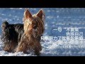 Vida Marčiulionytė-Malyginienė\Lithuania | 心煩時記住三句話 Yiruma _  Love Hurts