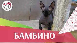 Бамбино на ilikepet Бамбино на ilikepet