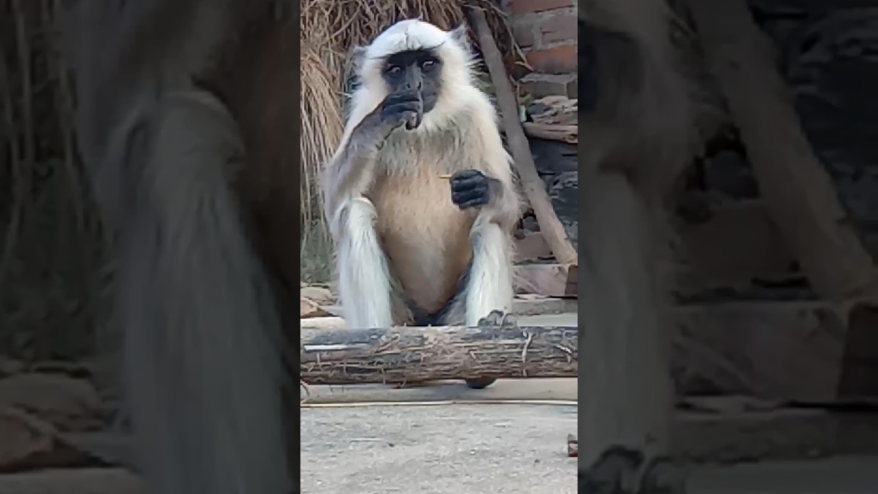 Bajrang Bajrang picture kar 🙏🐒🚩 