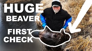 BEAVER TRAPPING FIRST CHECK....... NO ICE WINTER!