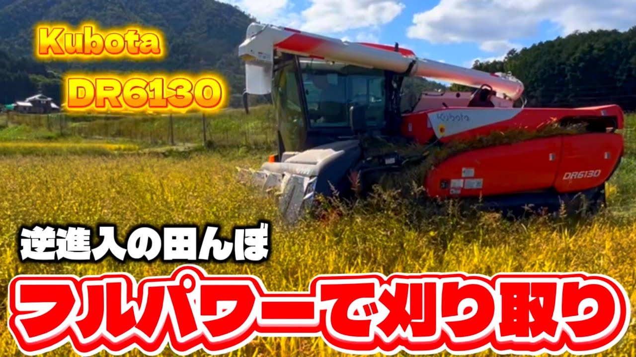 Kubota DR6130クボタの6条130馬力コンバインで刈り取りSTAR🏃‍♂️