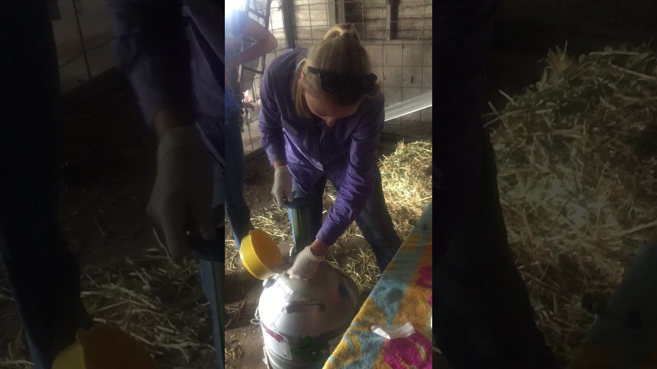 Embryo Transfer in cattle YouTube