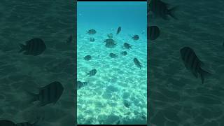 Подводный рай Эйлата.  Рыбы, кораллы и волшебство Красного моря #shorts