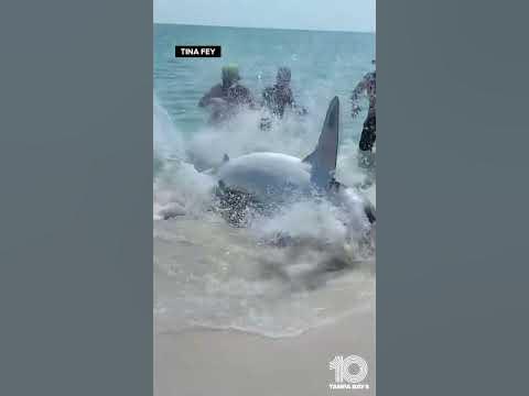 Group helps shark back into the water on beach in Pensacola, Florida