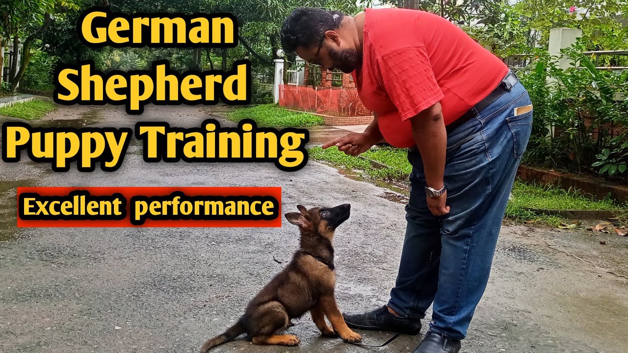 German Shepherd puppy training|Guard dog training puppy| Puppy training tips| Dog farm in bangladesh