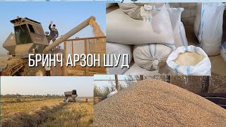 картинка: БРИНЧ АРЗОН ШИД  ШОЛИ САРИ ЗАМИН 3 ТОН БРИНЧ 2 ТОН ШОЛИ ФУРУШИ ДЕХКОНИ 