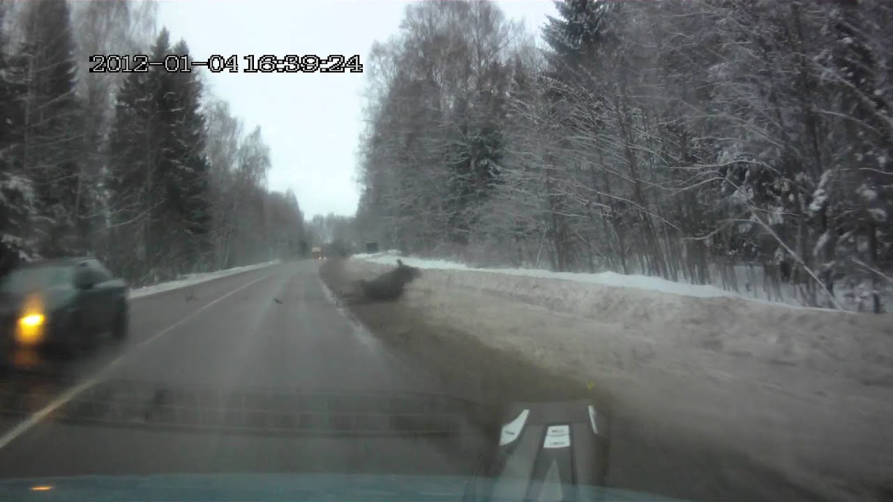 Автомобиль столкнулся с лосем Автомобиль столкнулся с лосем