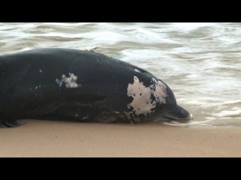 Vídeo: Dos Docenas De Delfines Grind Murieron Cuando Llegaron A La Costa En México - Vista Alternativa