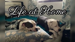 Province Life with my 3 american bullies 🐶work life balance 💻 food 🍳family 🧑‍🧑‍🧒. #fyp #vlog