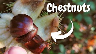 Foraging for sweet chestnuts