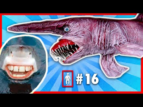 4 SQUALI ASSURDI / #ANImaliDiMERDA ep.16 - Fancazzisti ANOnimi