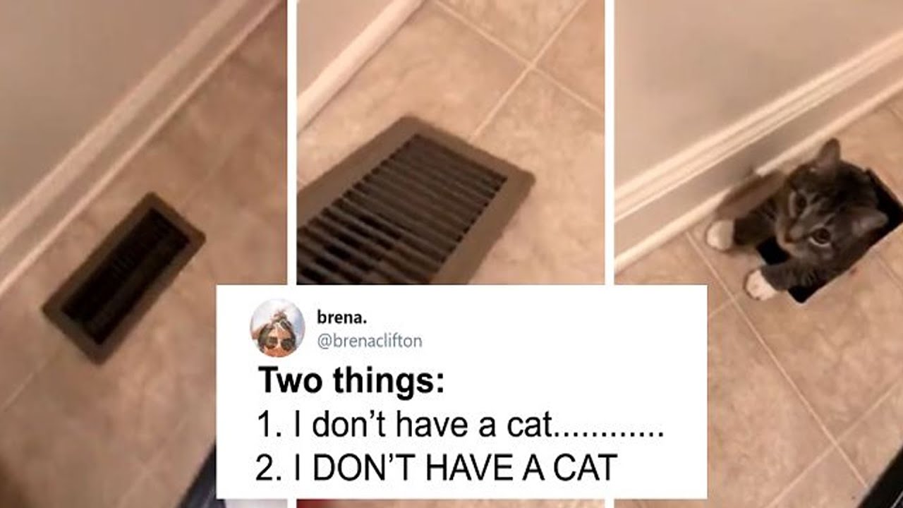 The Funniest Cat Tweets That Will Make You Laugh