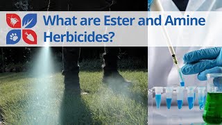 What are Ester and Amine Herbicides?