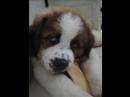 little st. bernard to be a giant boy!