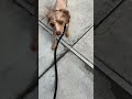 Simba 222406 Simba 222406