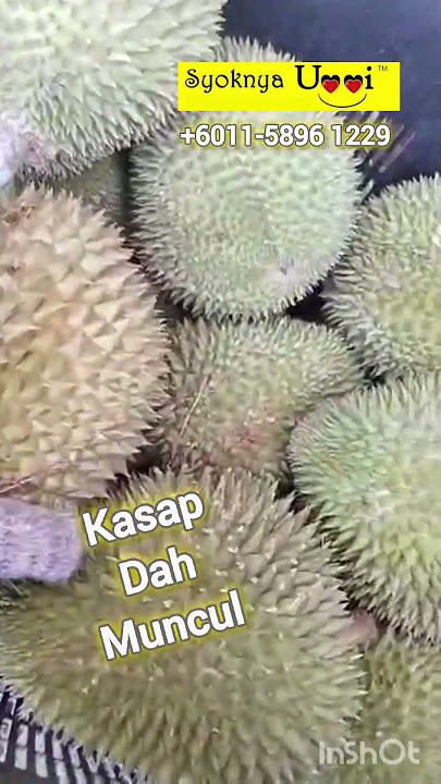 Kasap.Merah dah muncul