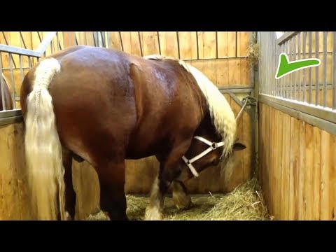 Video: Finnhorse Horse Race Hypoallergenic, Health And Life Span